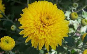 Chrysanthemum Net Yellow