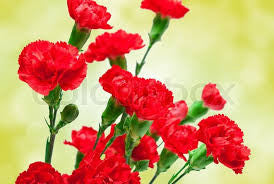 carnation Bouquet 42 stalks