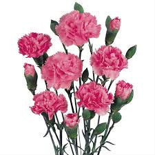 carnation bouquet 43 stalks