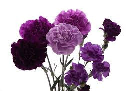 carnations bouquet 5 stalks