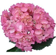 Pink Hydrangea