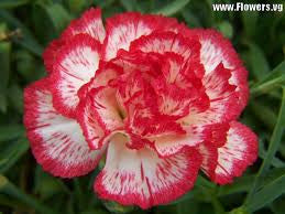 carnation (Spray) $2.00 / stalk