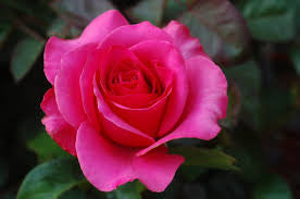 Rose Pink