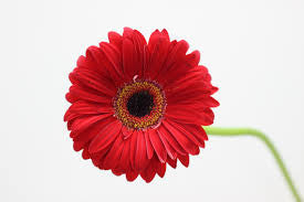 Gerbera Red