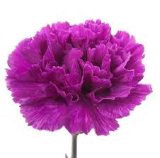 Purple Carnations