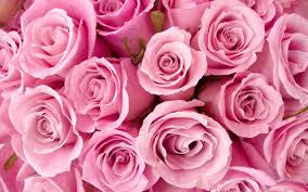 Pink Rose