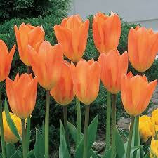 Tulip Orange