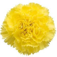 Carnations Yellow