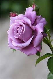 rose purple