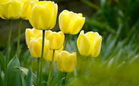 Tulip Yellow
