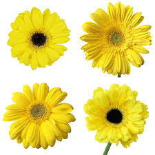 Gerbera Yellow