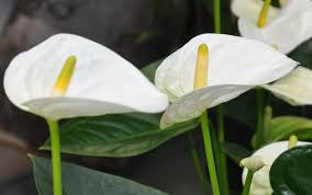 Anthurium White