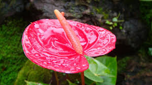 Anthurium Pink