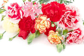 carnation bouquet 23 stalks