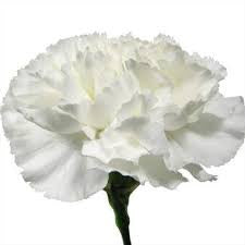 White Carnations