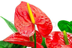 anthurium local $2.50