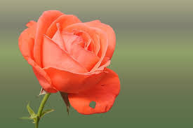 rose orange