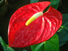 Anthurium Red