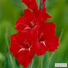 Gladiolus  Red