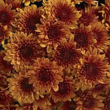 Pompom Brown
