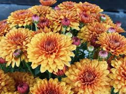 POmpom Gold
