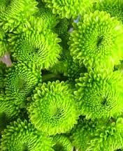 POmpom Green