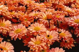 Pompom Peach
