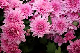POmpom Pink