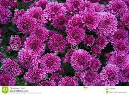 POmpom Purple