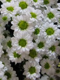Pompom White