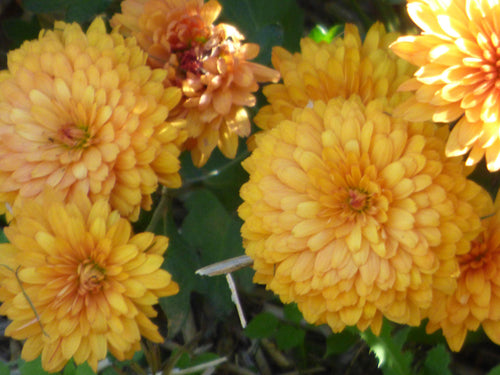Pompom Yellow