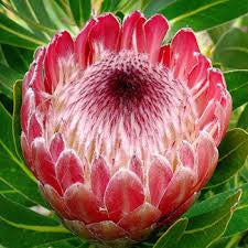 Protea Pink Ice