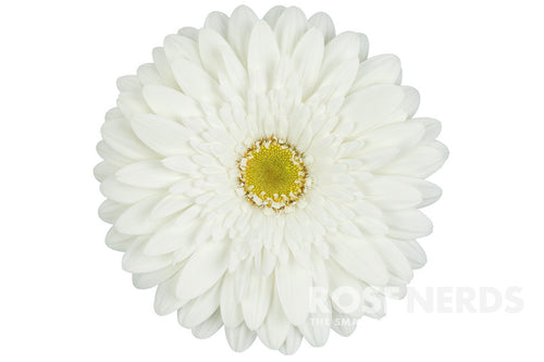 Gerbera White