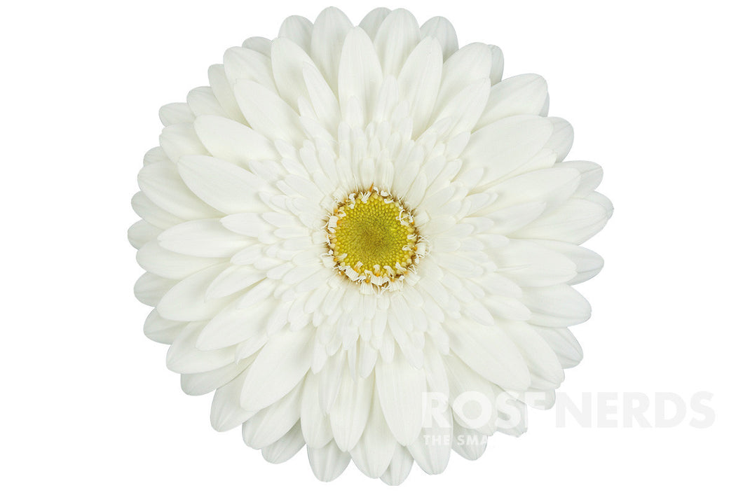 Gerbera White